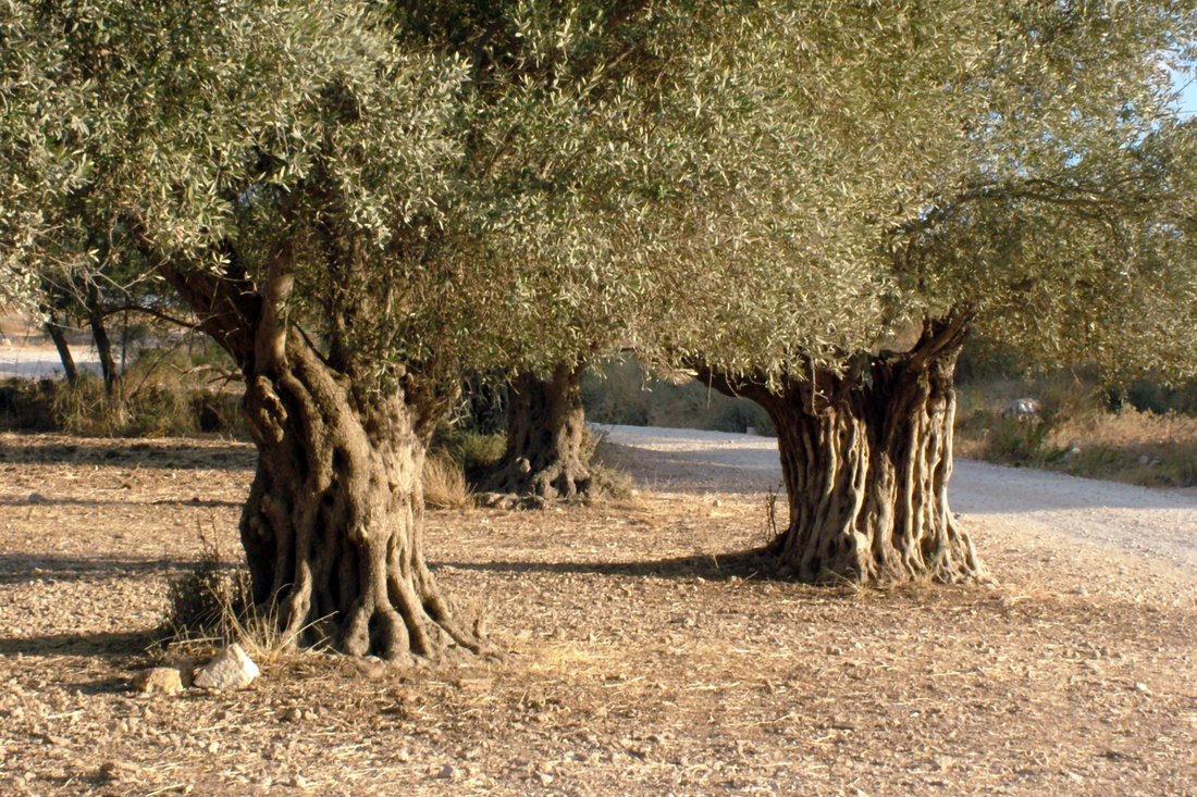 Olive Tree Planting Guide