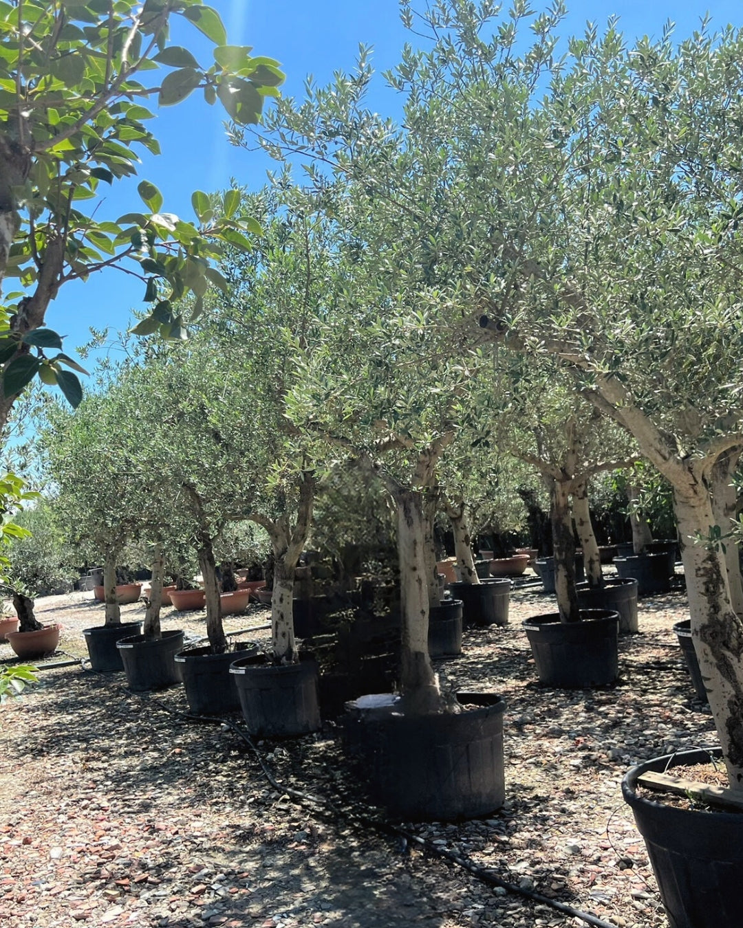 Article No. 13 | Established Olive Tree (30-60 Years)