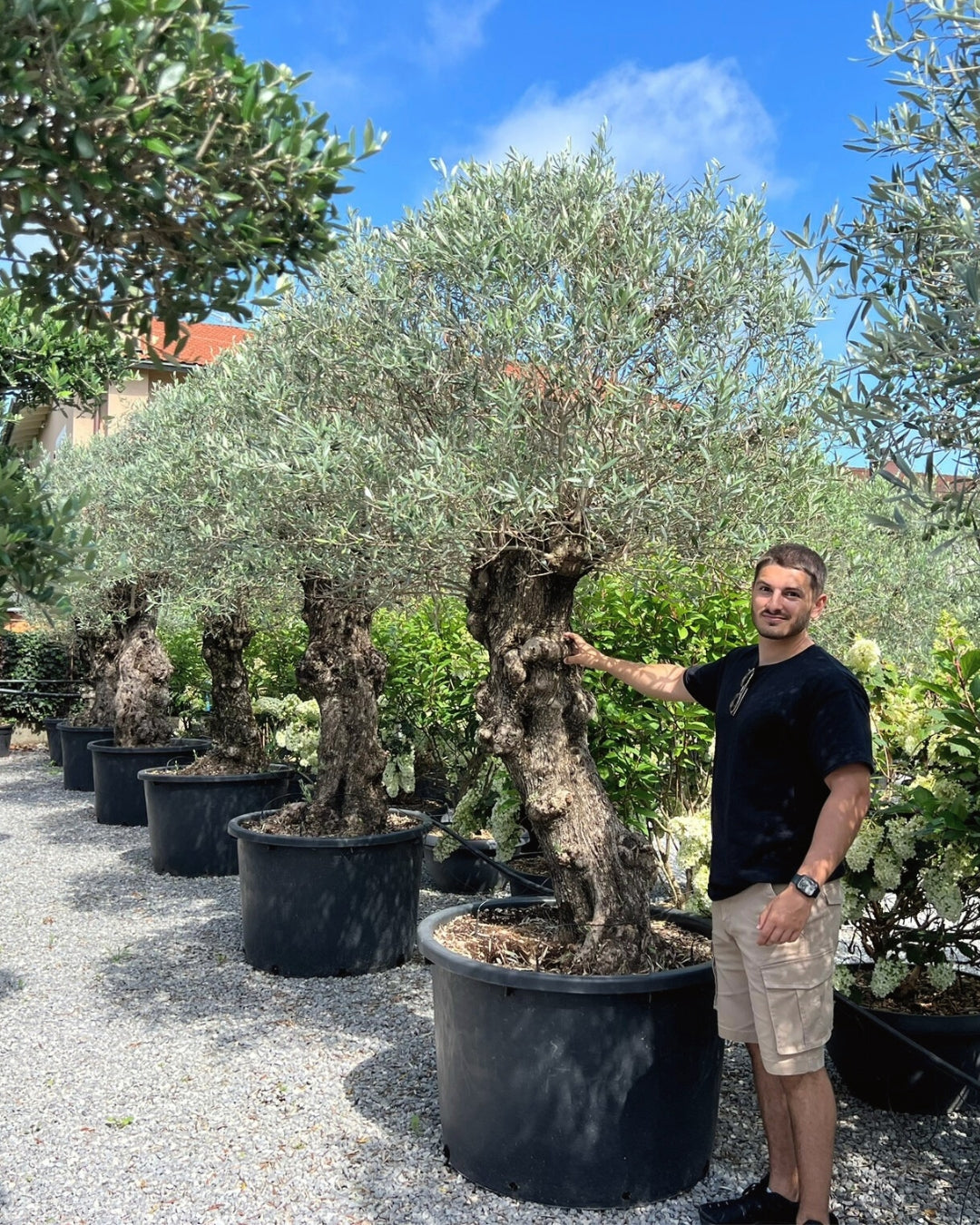 Article No. 11 | Mature Olive Tree (60-150 Years)