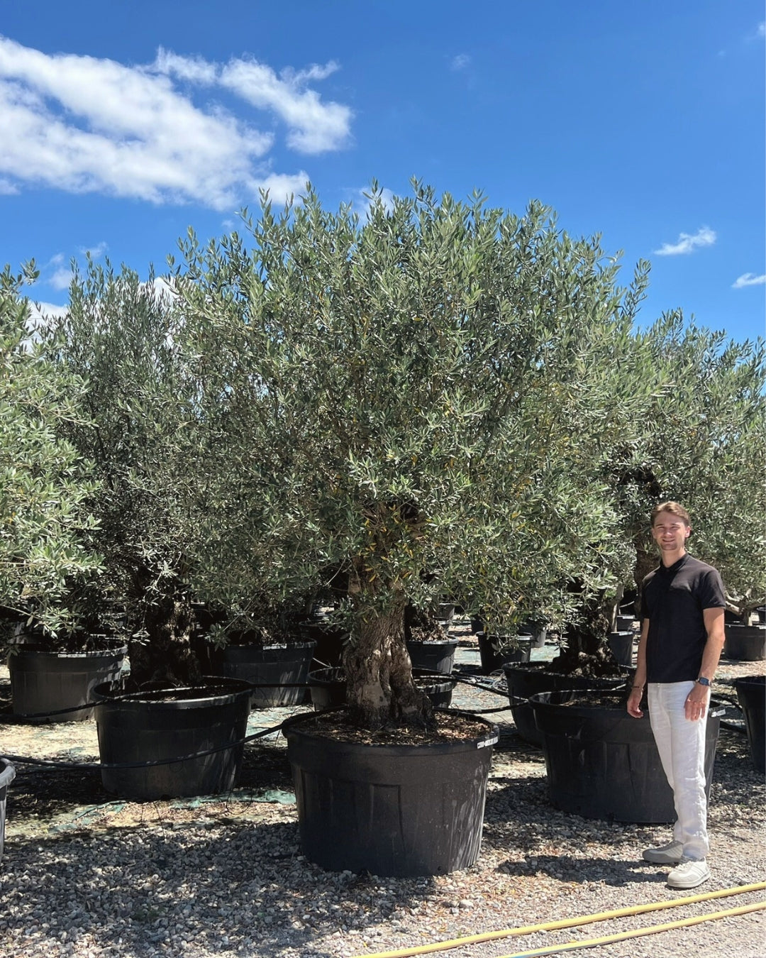 Article No. 8 | Mature Olive Tree (60-150 Years)