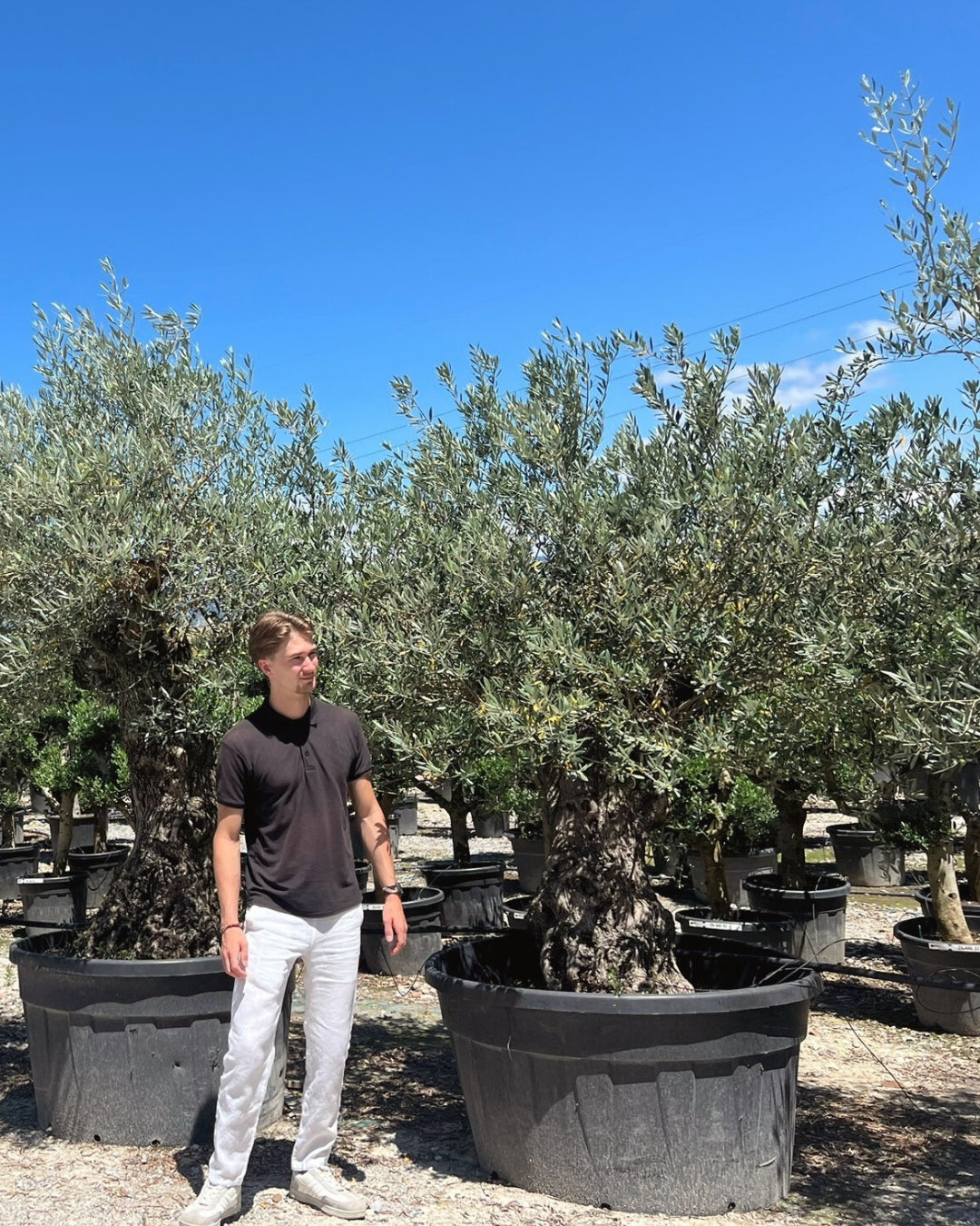 Article No. 7 | Mature Olive Tree (60-150 Years)