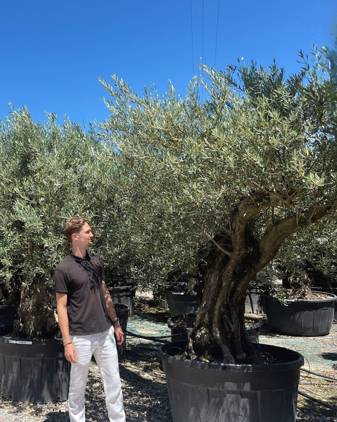 Article No. 5 | Ancient Olive Tree (150-300 Years)| 80–100cm Clear Trunk | 60–70cm Girth | 90–100 Years Old