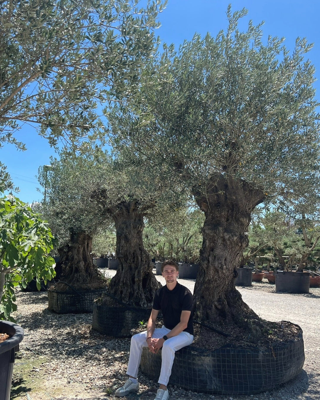 Article No. 4 | Legacy Olive Tree (300-600 Years)