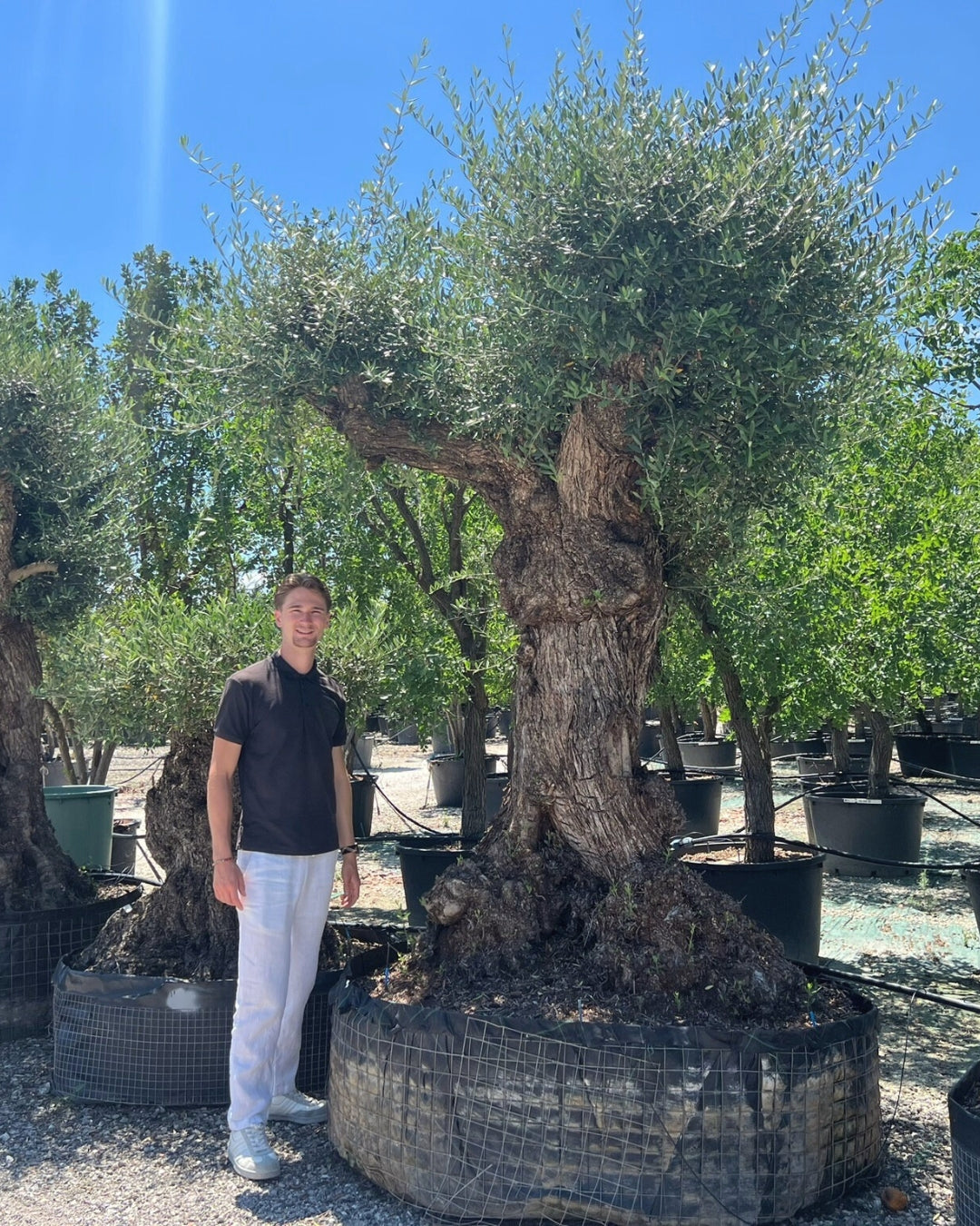 Article No. 2 | Legacy Olive Tree (300-600 Years)
