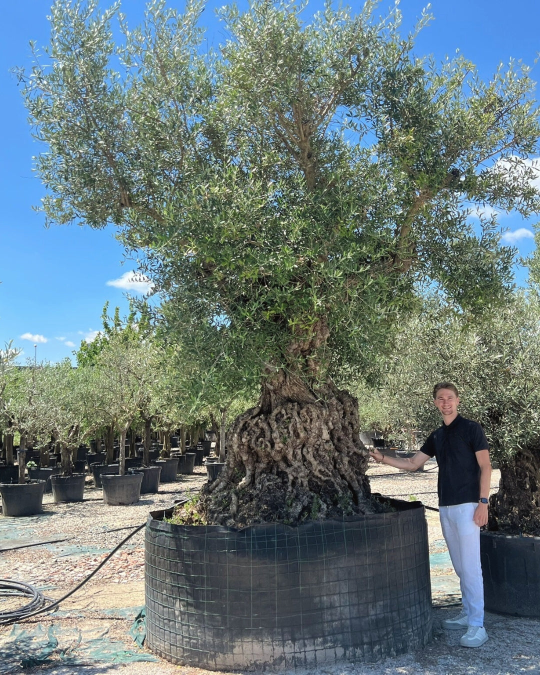 Article No. 1 | Legacy Olive Tree (300-600 Years)