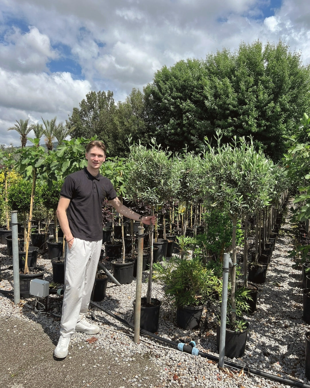 Article No. 24 | Young Olive Tree (5-30 Years)