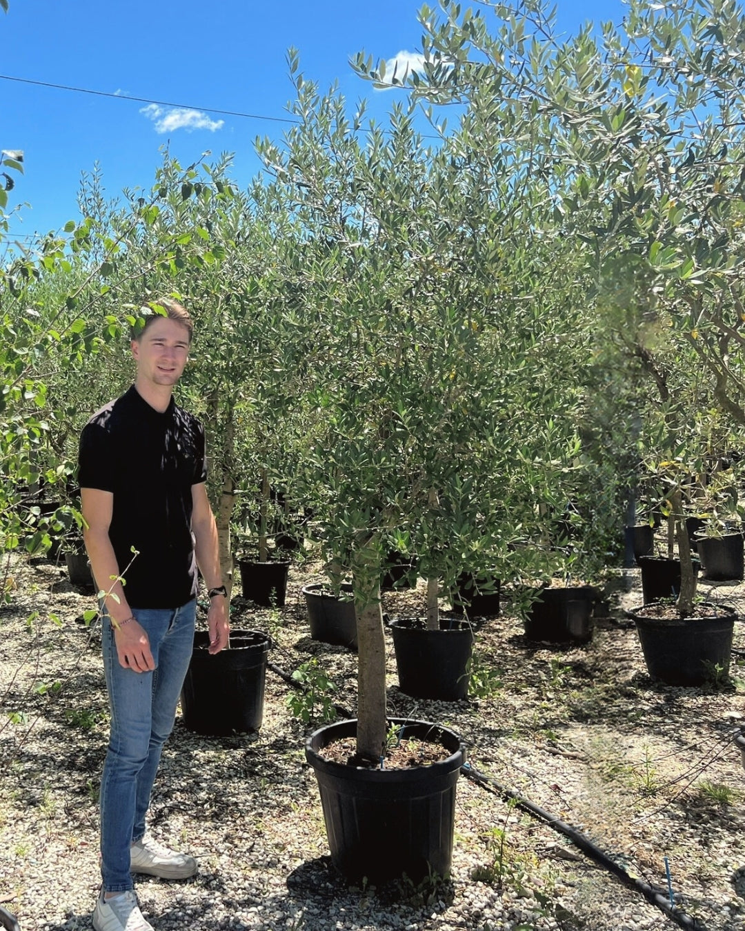 Article No. 18 | Young Olive Tree (5-30 Years)