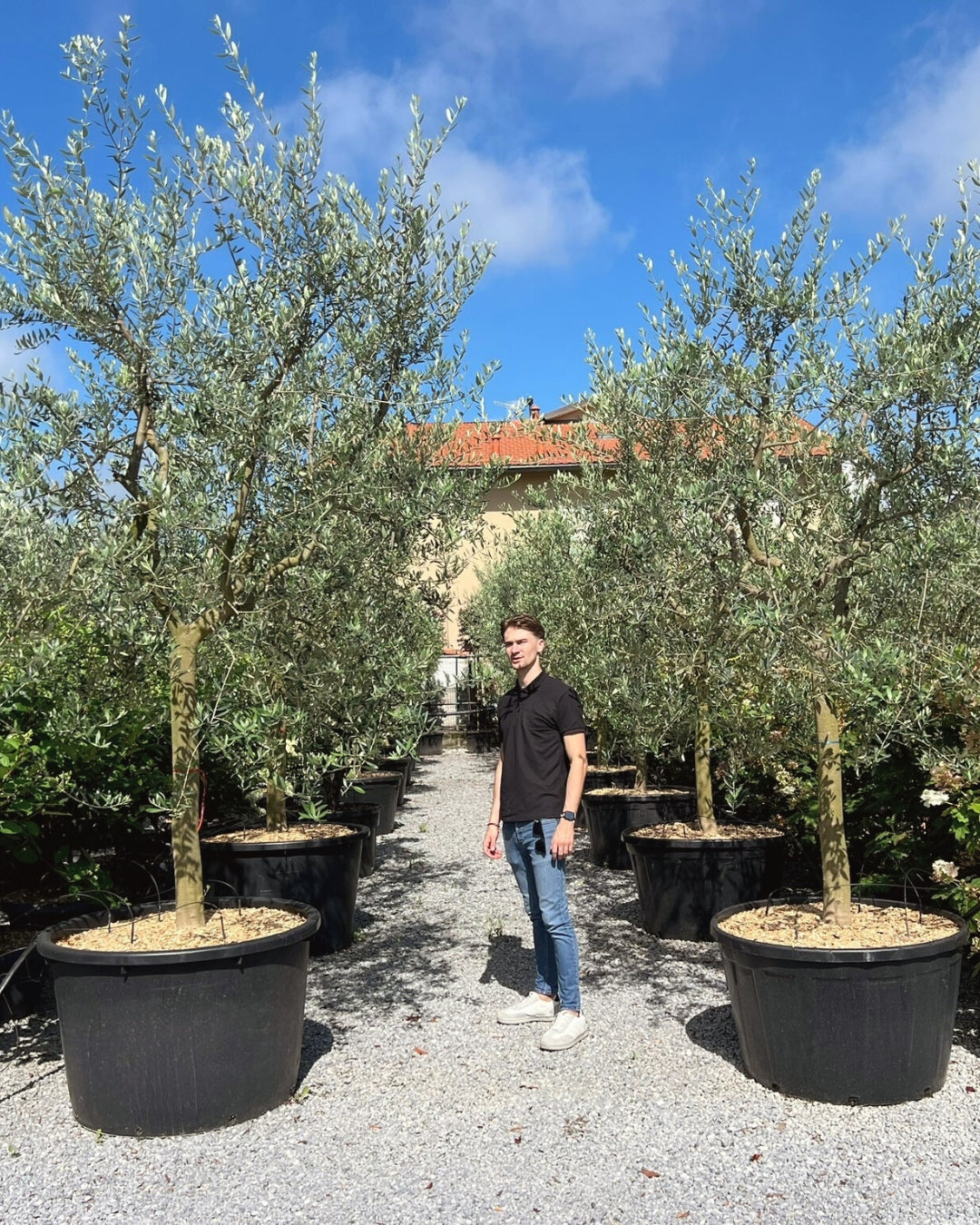 Article No. 17 | Young Olive Tree (5-30 Years)