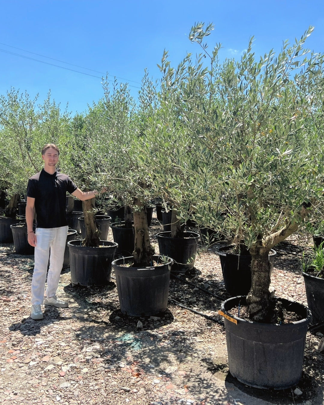 Article No. 16 | Established Olive Tree (30-60 Years)