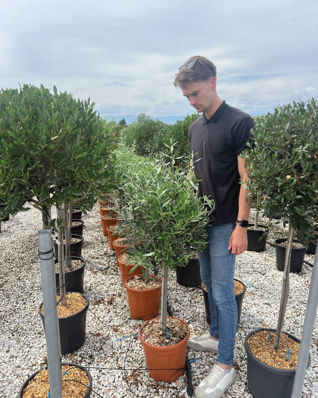 Article No. 25 | Young Olive Tree (5-30 Years)