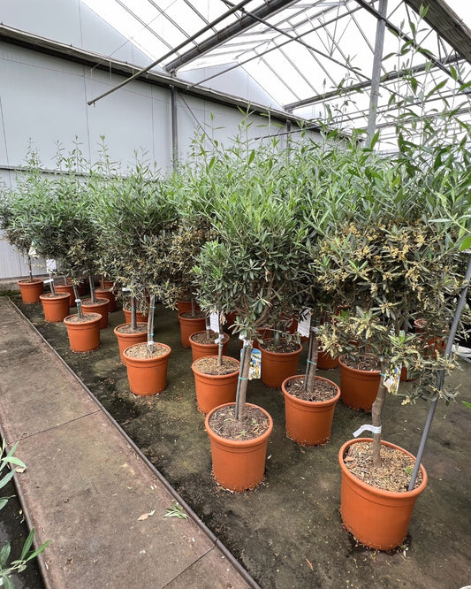 Article No. 25 | Young Olive Tree (5-30 Years)