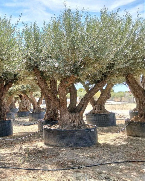 Article No. 65 | Ancient Olive Tree (150-300 Years)