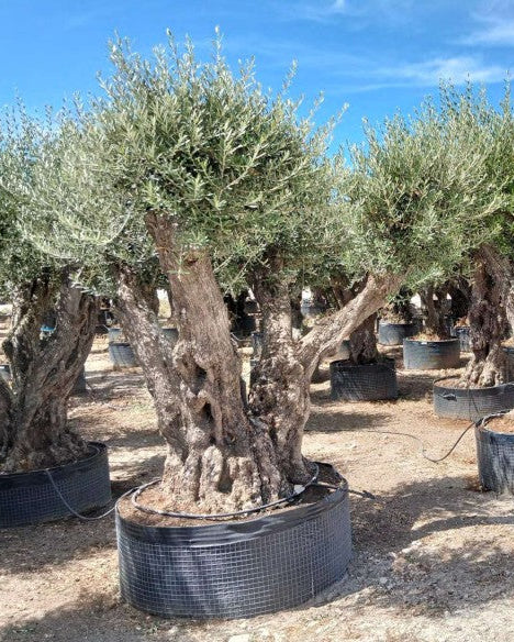 Article No. 70 | Ancient Olive Tree (150-300 Years)