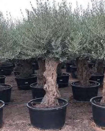 Article No. 54 | Mature Olive Tree (60-150 Years)