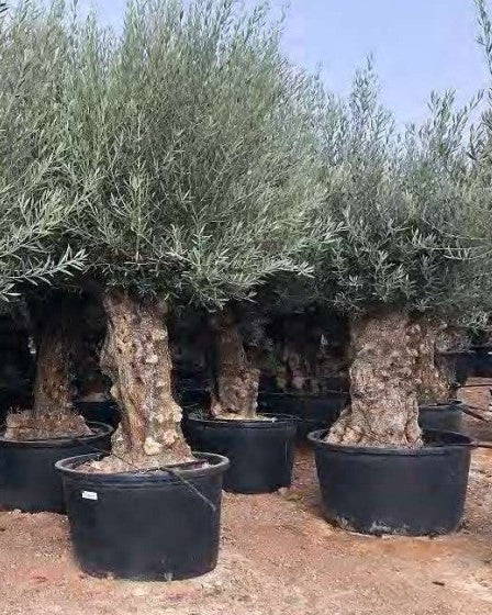 Article No. 53 | Mature Olive Tree (60-150 Years)