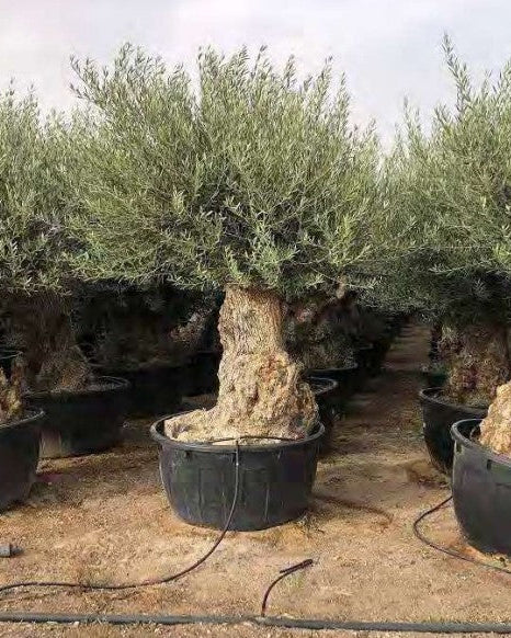 Article No. 72 | Ancient Olive Tree (150-300 Years)