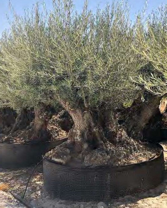Article No. 61 | Legacy Olive Tree (300-600 Years)