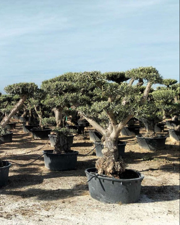 Article No. 45 | Established Olive Tree (30-60 Years)