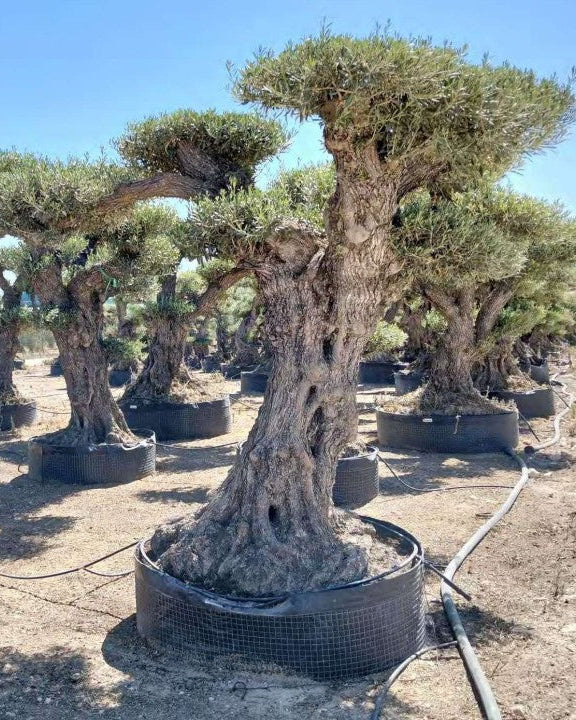 Article No. 60 | Legacy Olive Tree (300-600 Years)
