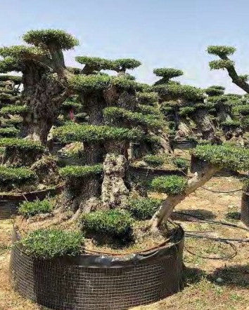 Article No. 76 | Legacy Olive Tree (300-600 Years)