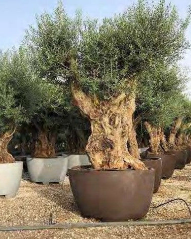 Article No. 75 | Ancient Olive Tree (150-300 Years)