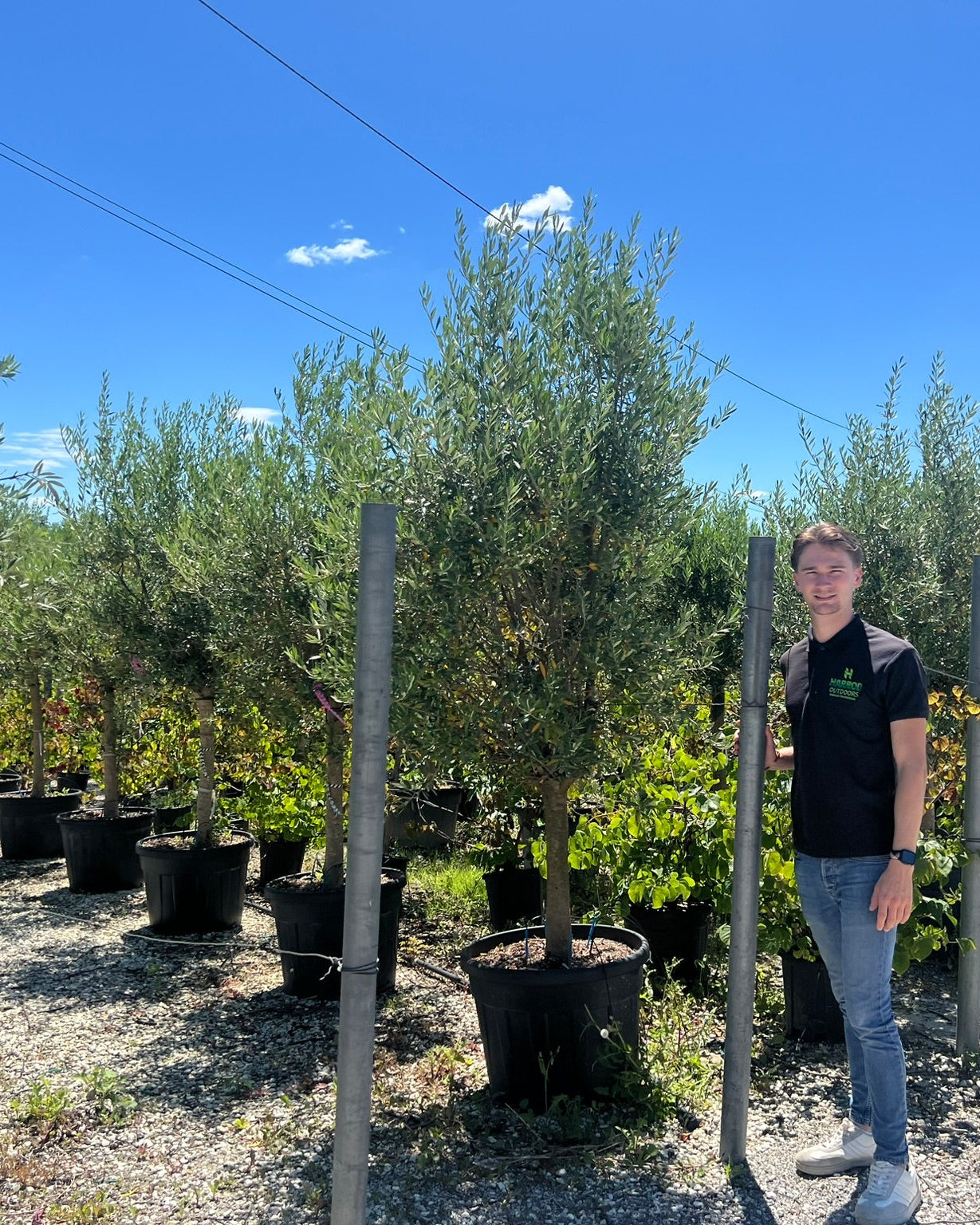 Article No. 31 | Young Olive Tree (5-30 Years)
