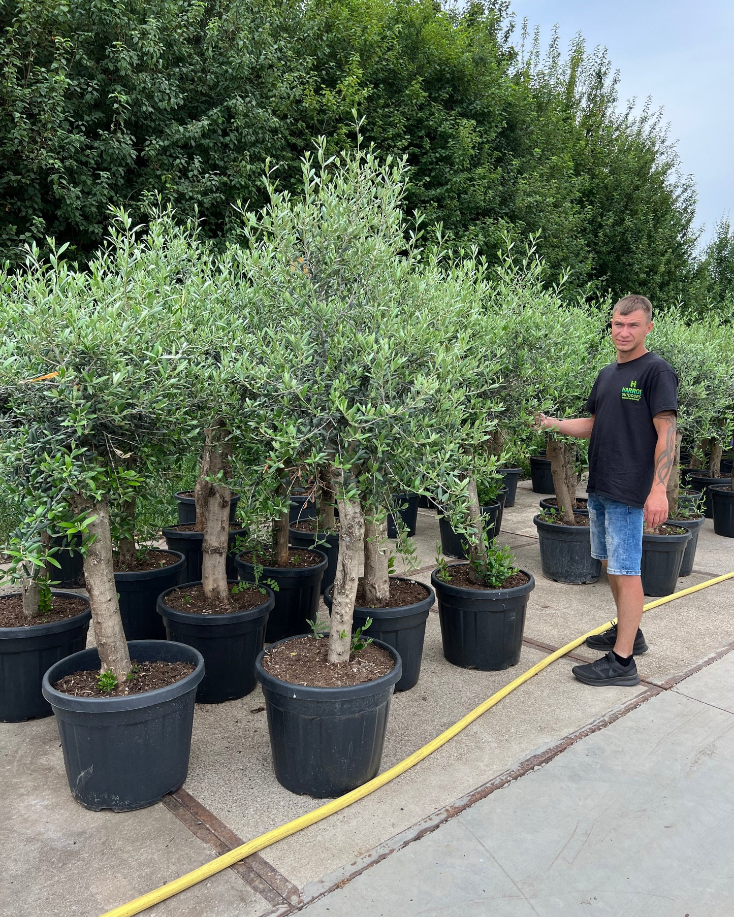 Article No. 32 | Young Olive Tree (5-30 Years)