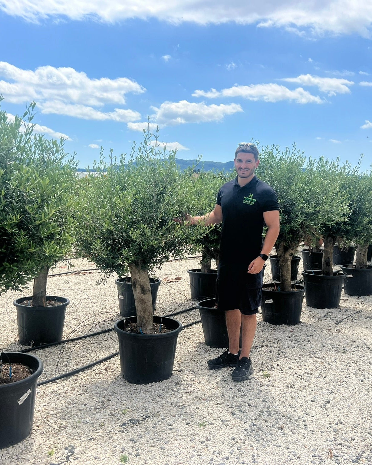 Article No. 33 | Young Olive Tree (5-30 Years)