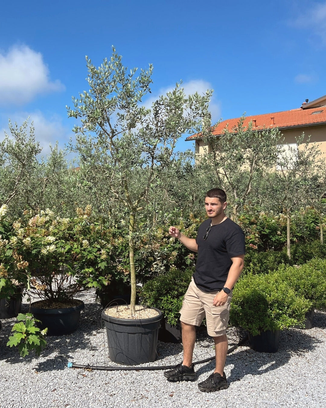 Article No. 21 | Young Olive Tree (5-30 Years)