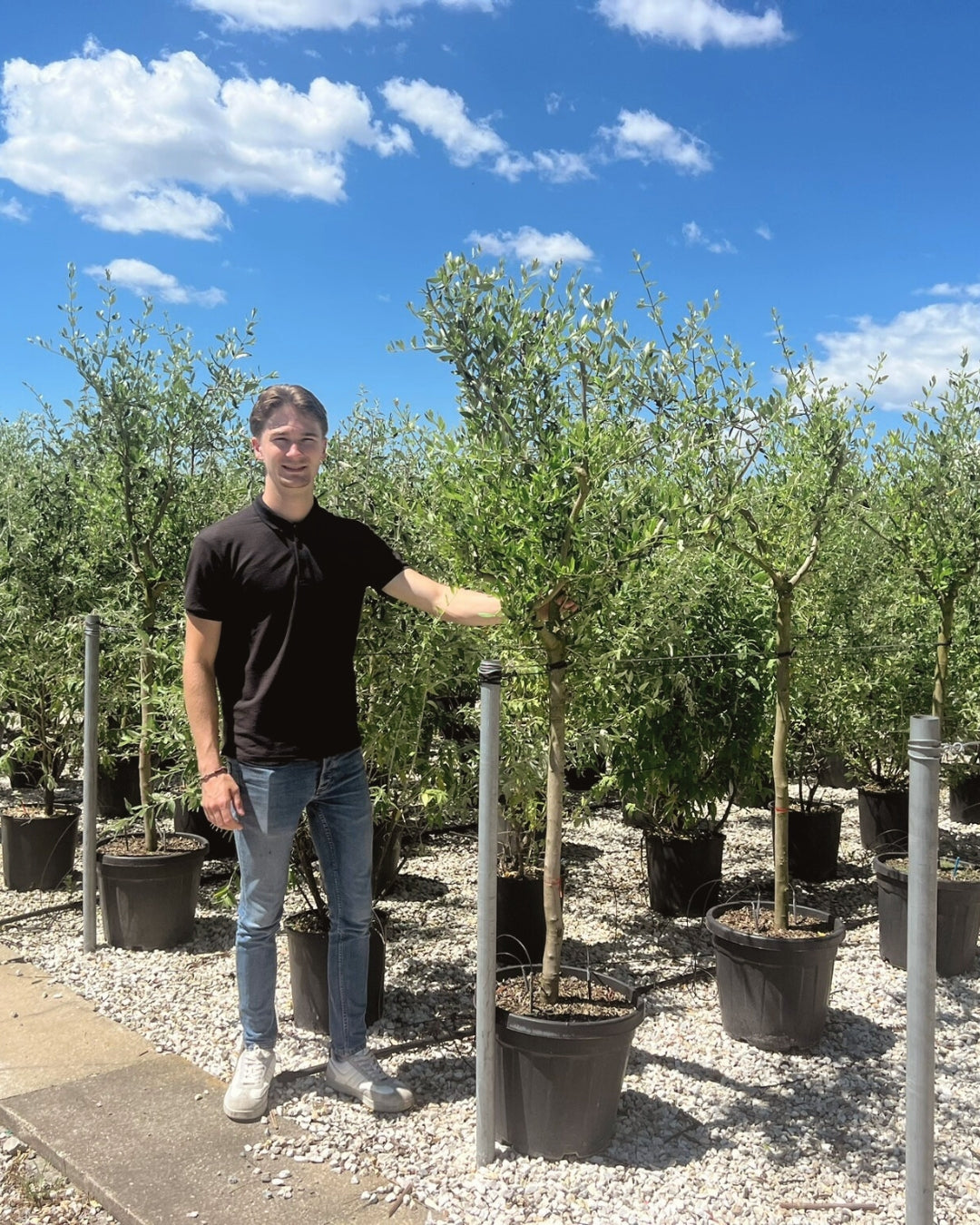 Article No. 23 | Young Olive Tree (5-30 Years)