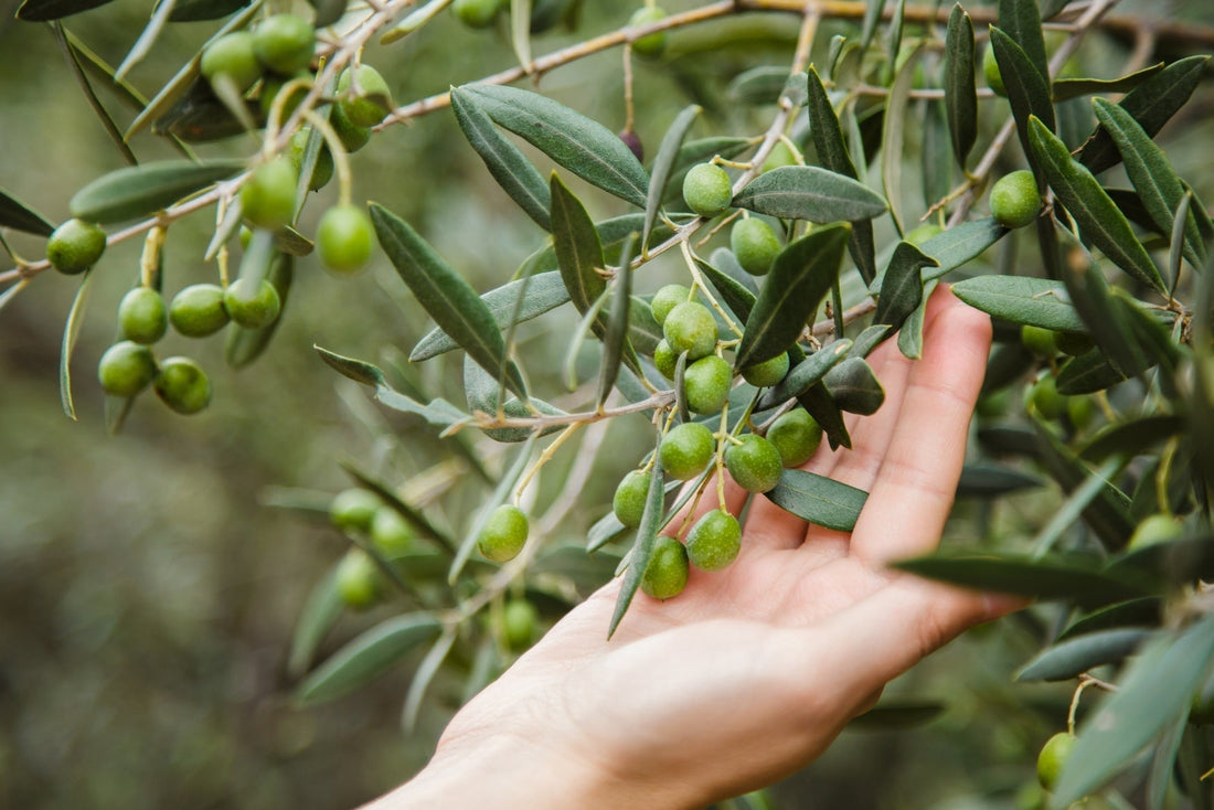 How to Care for Your Olive Trees in Winter