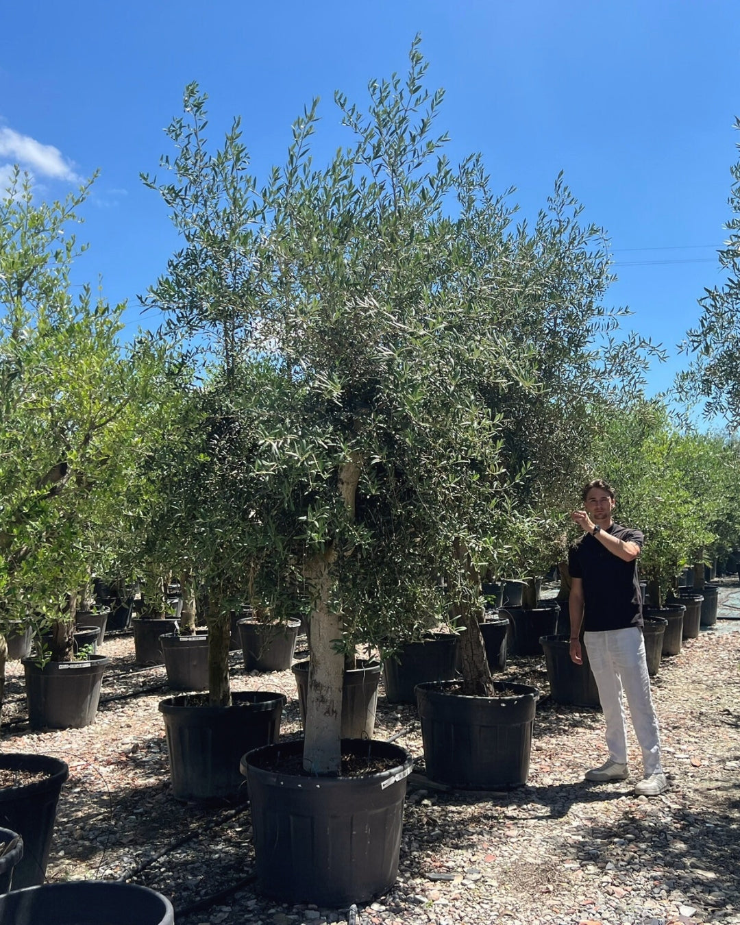 Quarter Standard Olive Tree [Olea europaea] | 40–60cm Clear Trunk | 30–35cm Girth | 30–40 Years Old