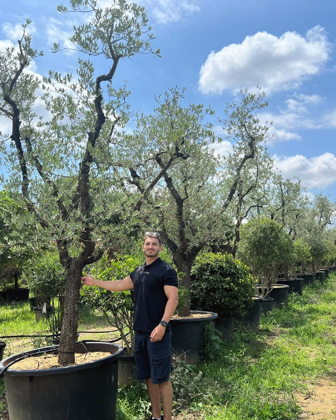 Half Standard Olive Tree [Olea europaea] | 80–100cm Clear Trunk | 30–35cm Girth | 30–40 Years Old | Tuscan-Style Canopy