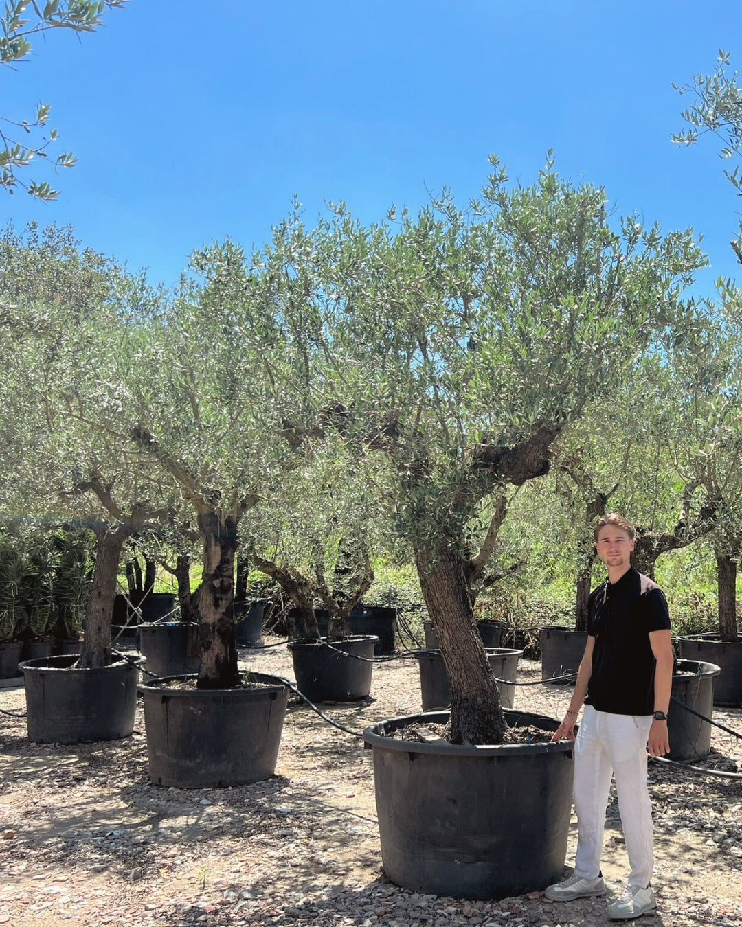 Half Standard Ancient Olive Tree [Olea europaea] | 80–100cm Clear Trunk | 45–50cm Girth | 60–70 Years Old