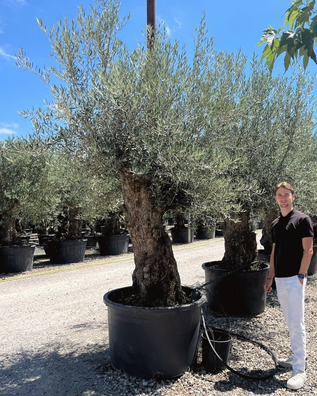 Half Standard Mature Olive Tree [Olea europaea] | 50–55cm Girth | circa 70–80 Years Old | Architectural Feature