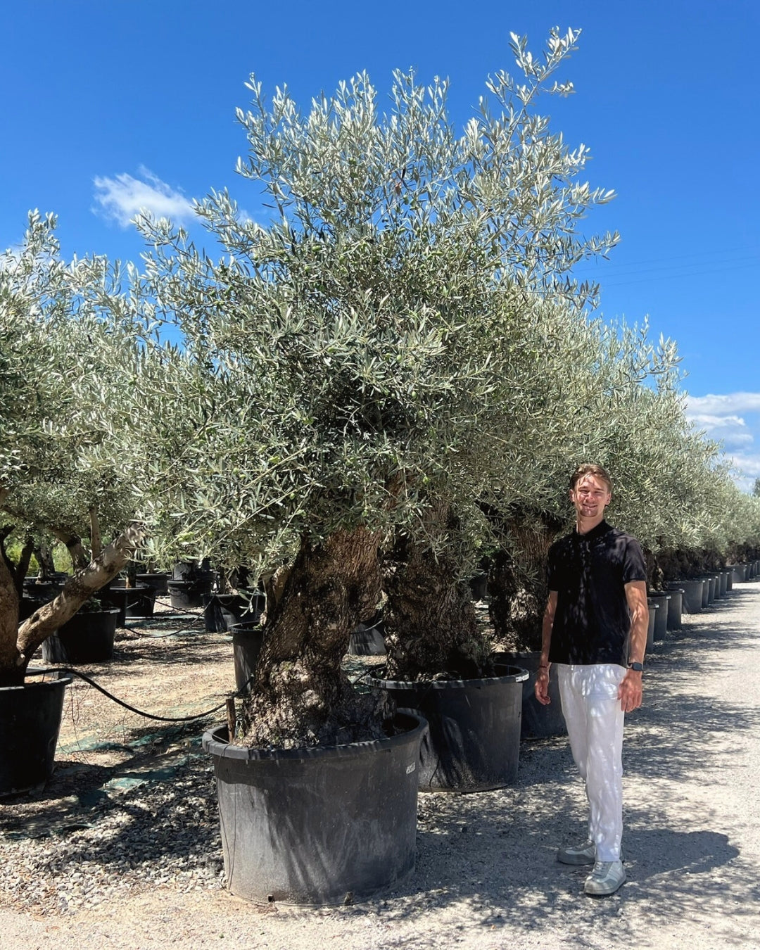 Quarter Standard Centenarian Olive Tree [Olea europaea] | 40–60cm Clear Trunk | 70–80cm Girth | 105–115 Years Old