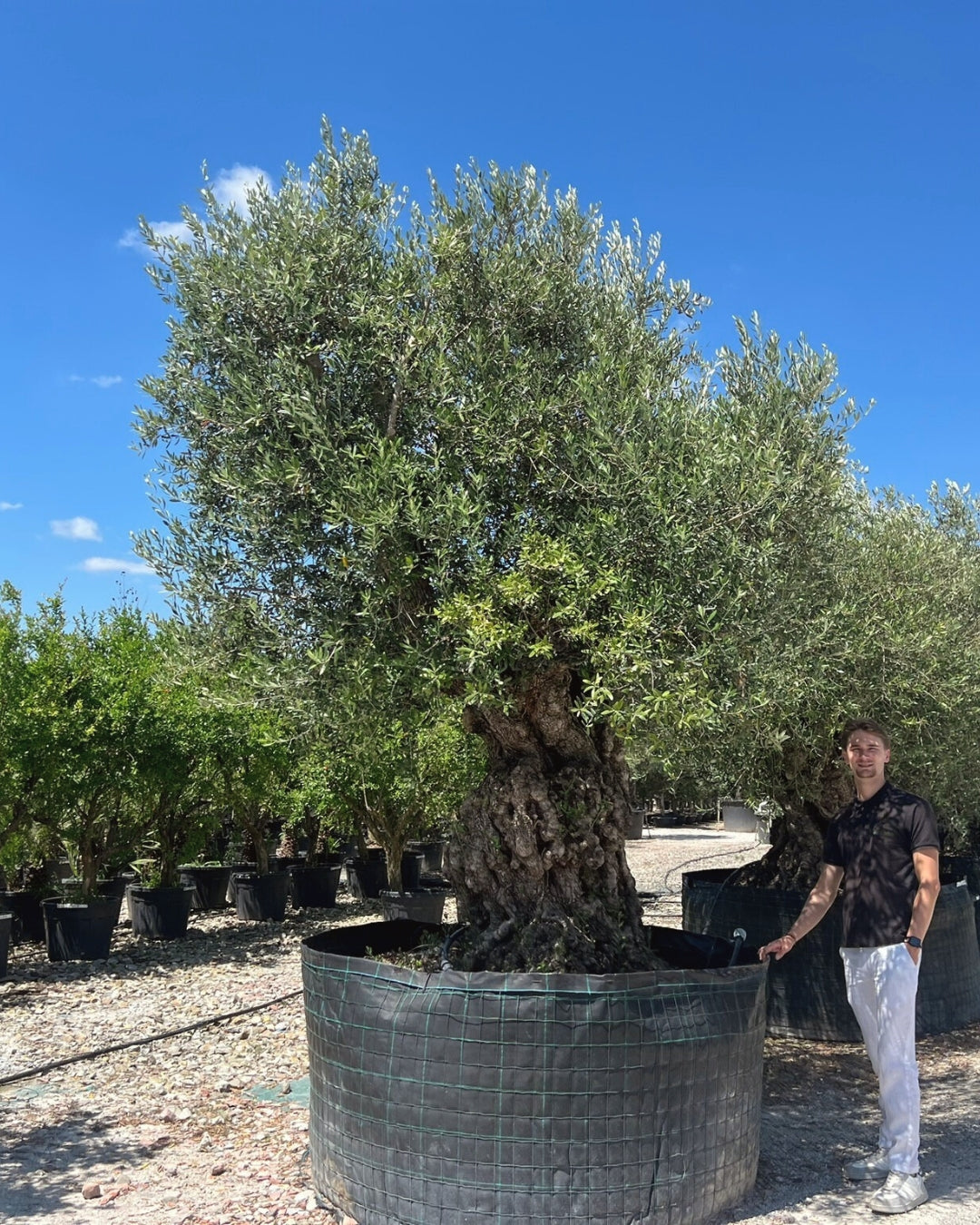 Quarter Standard Heritage Olive Tree [Olea europaea] | 40–60cm Clear Trunk | 80–90cm Girth | 115–125 Years Old