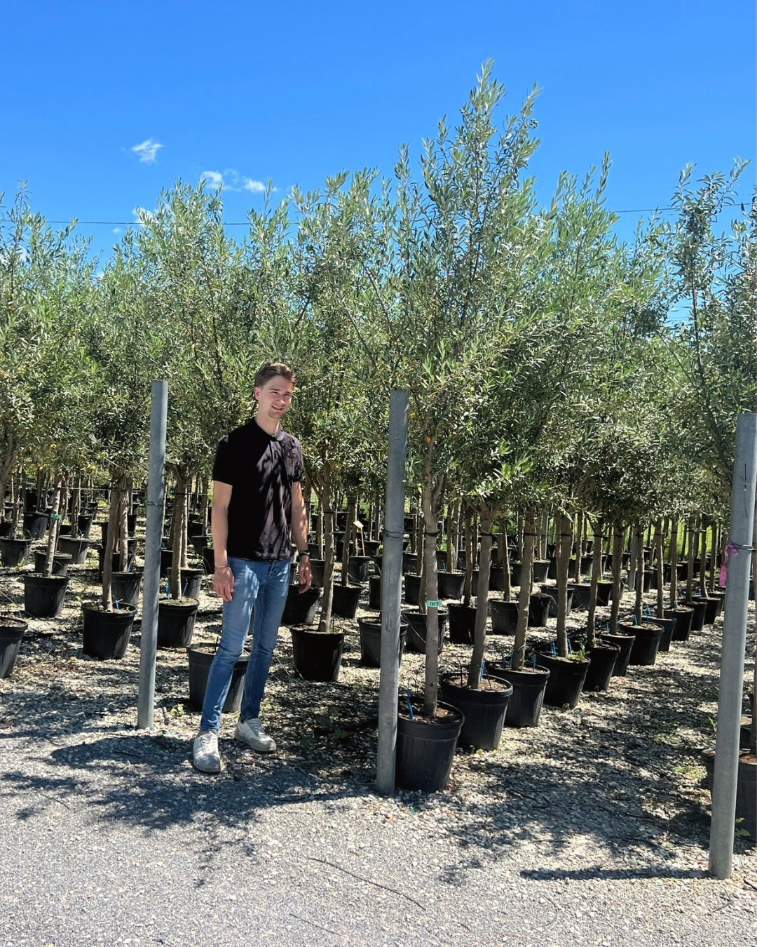 Half Standard Olive Tree [Olea europaea] | 80–100cm Clear Trunk | 14–16cm Girth | 10–12 Years Old