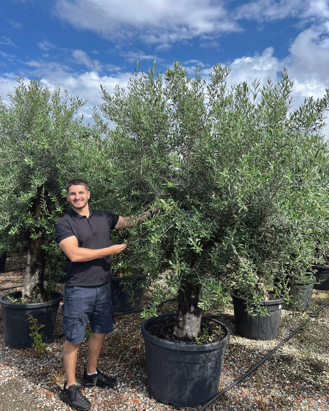 Mini Standard Olive Tree [Olea europaea] | 20–40cm Clear Trunk | 25–30cm Girth | 23–28 Years Old