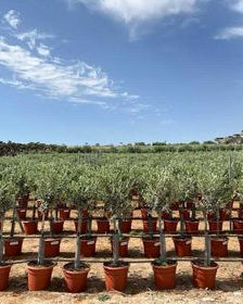 Article No. 26 | Young Olive Tree (5-30 Years)
