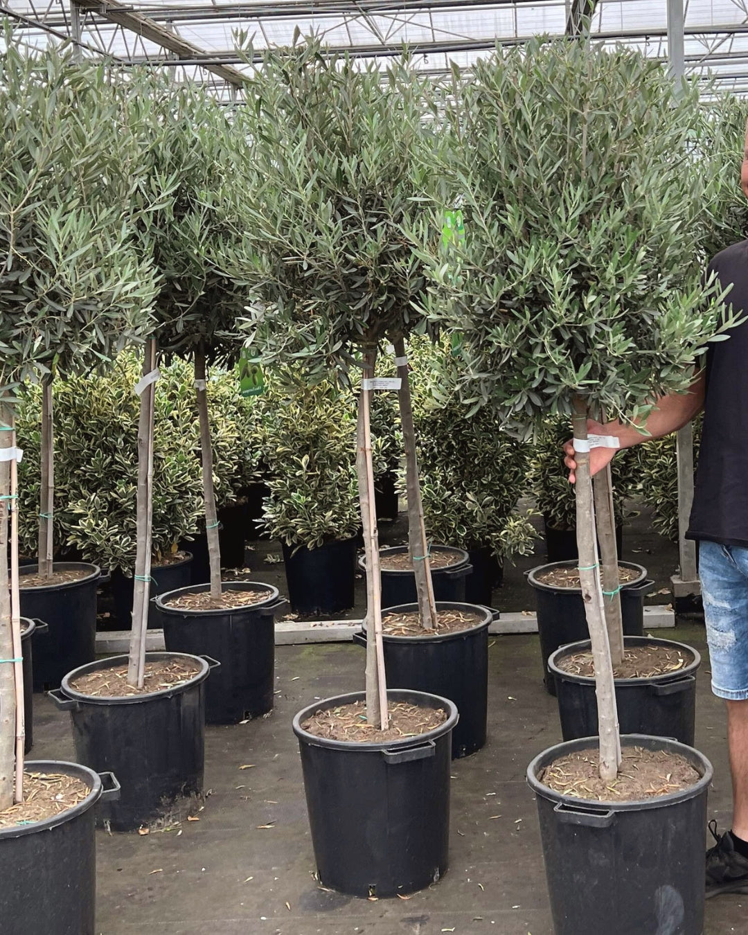 Large Lollipop Olive Trees [Olea europaea] | 150–170cm | Pot-Grown for Courtyards & Entrances