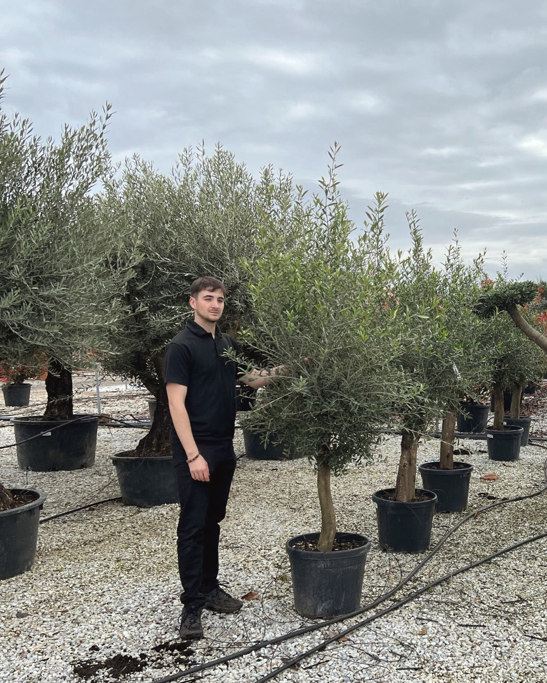 Low Trunk Semi-Mature Olive Tree [Olea europaea] | 130–150cm | Compact Mediterranean Form