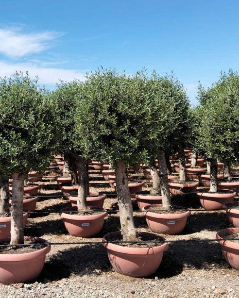 Article No. 37 | Established Olive Tree (30-60 Years)