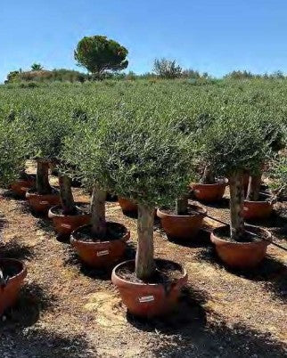 Article No. 38 | Established Olive Tree (30-60 Years)