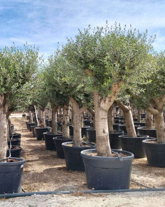 Article No. 39 | Established Olive Tree (30-60 Years)