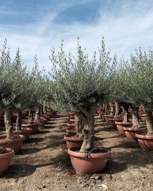 Article No. 40 | Established Olive Tree (30-60 Years)