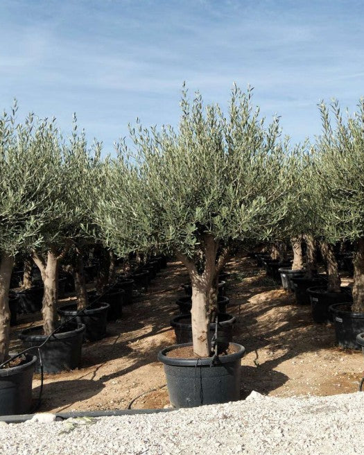 Article No. 29 | Young Olive Tree (5-30 Years)