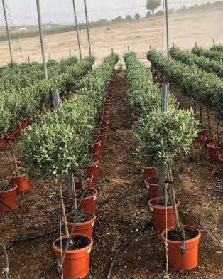 Article No. 27 | Young Olive Tree (5-30 Years)