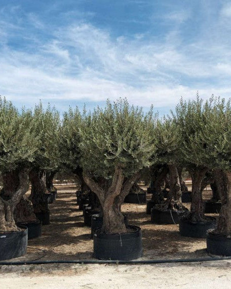 Article No. 59 | Mature Olive Tree (60-150 Years)