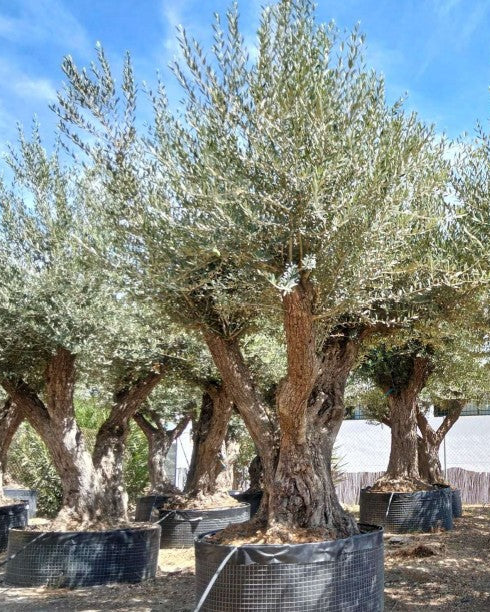 Article No. 50 | Mature Olive Tree (60-150 Years)